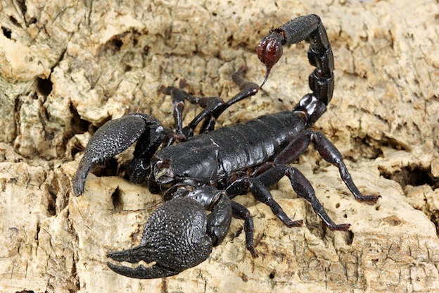 Black Scorpion medicine