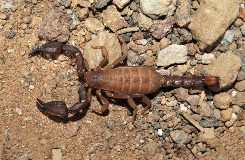 Dark Scorpion medicine