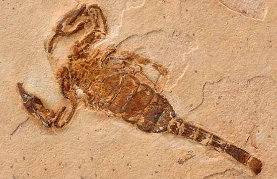 Scorpion medicine in stone