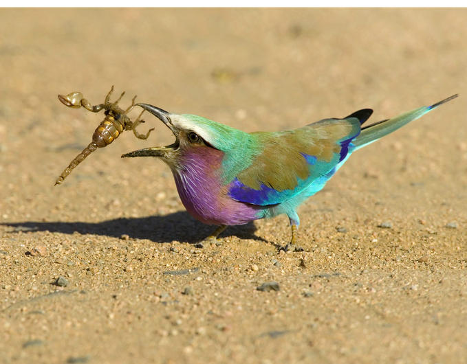 Scorpion medicine vs Bird medicine