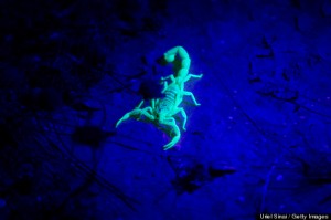 Glow in the Dark Scorpion medicine