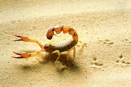 Scorpion medicine on Sand