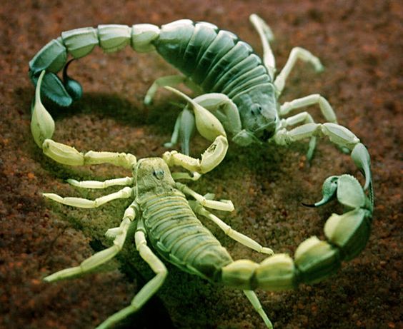 scorpions medicine -mating