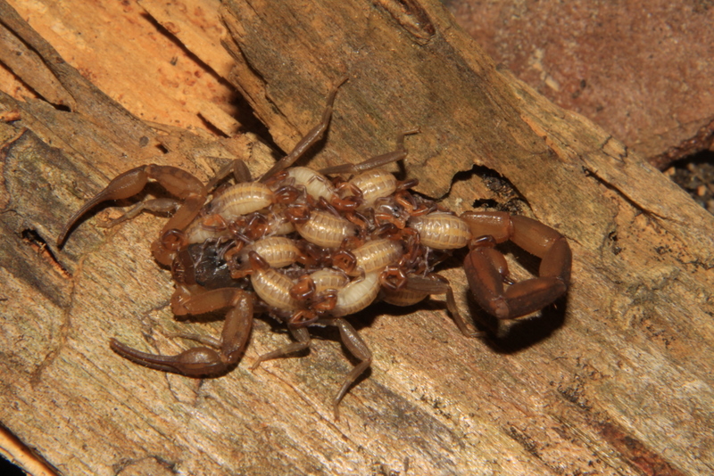 striped-scorpion medicine