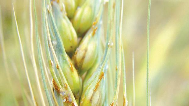 world_mutating-fugus