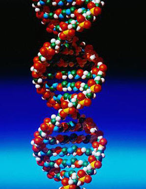 DNA helix