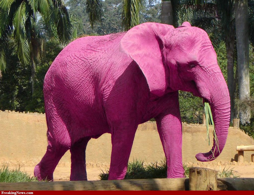 Pink Elephant