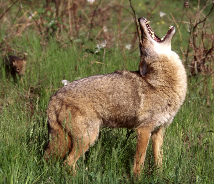 Coyote Medicine
