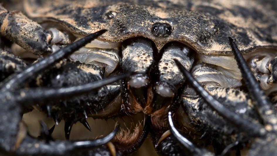 scorpion medicine